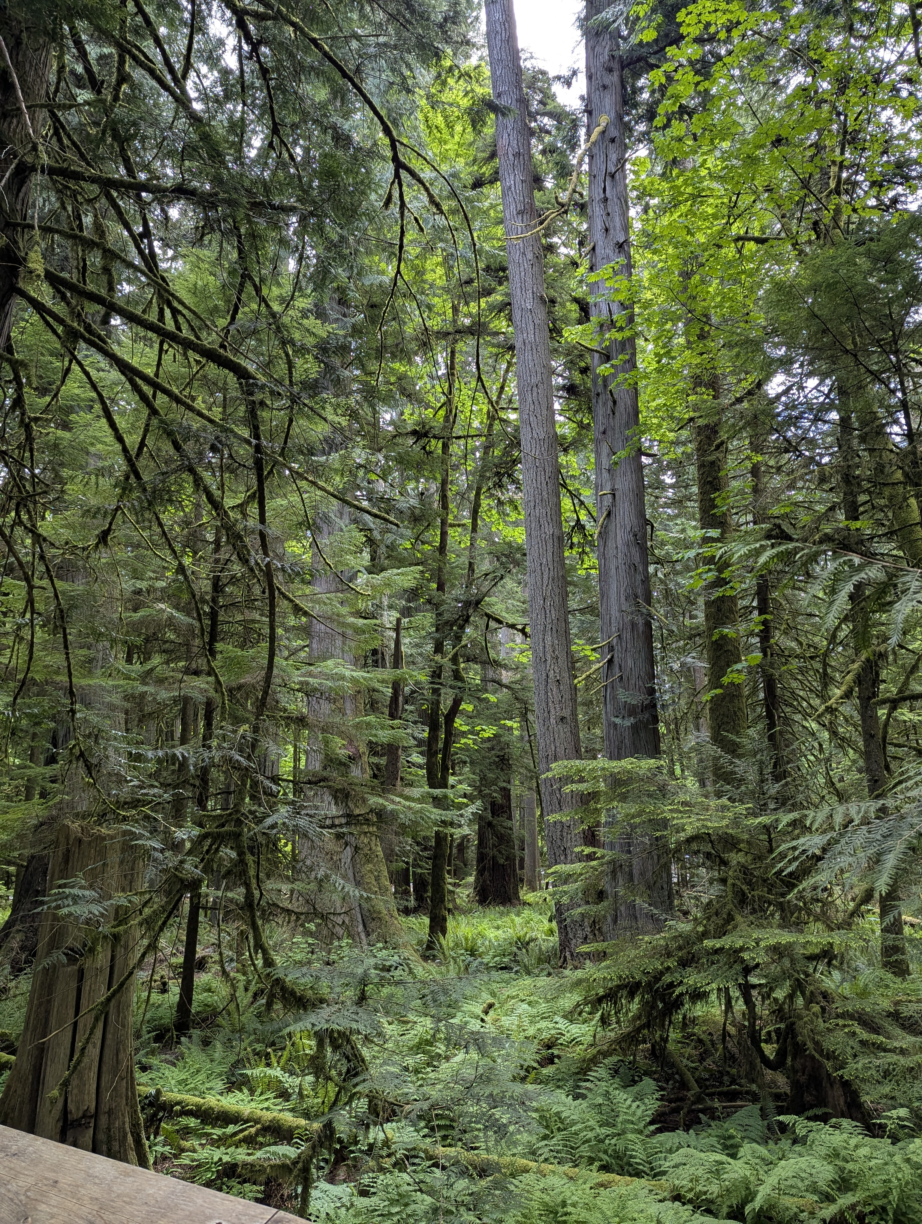 Birthday Trip to Canada, Cathedral Grove, Vancouver Island